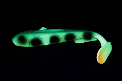 Силиконовая приманка Savage Gear LB 3D Goby Shad 23cm 96gr Dirty Firetiger UV/ 1 штука