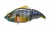 Свимбейт Megabass Vatalion F GG WILD GILL