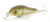 Воблер Zipbaits Rigge 35F 851